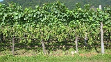 2014-08-06_10-15-34