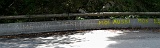 2011-08-15_Blaireau