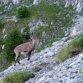 Samoens 004 - copie