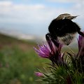 IMG_0395