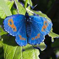 moire_blanc_fascie