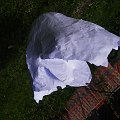 2007-08-17 12-41-52_002