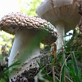 2010-10-09_15-27-05